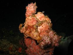 Pink frogfish on sponge, North Sulawesi by Christine Huffard 